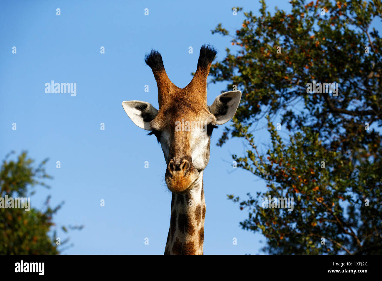 Giraffe (Giraffa Plancius), Krüger Nationalpark, Südafrika Stockfoto