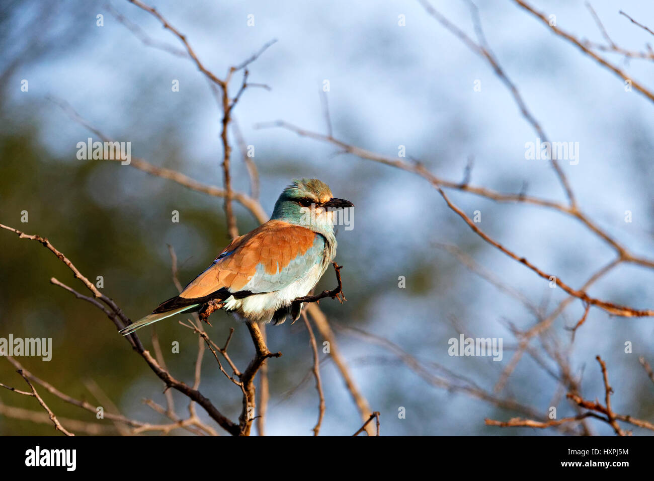Blauracke (Coracias Garrulus), thront auf einem Ast, Krüger Nationalpark, Südafrika Stockfoto