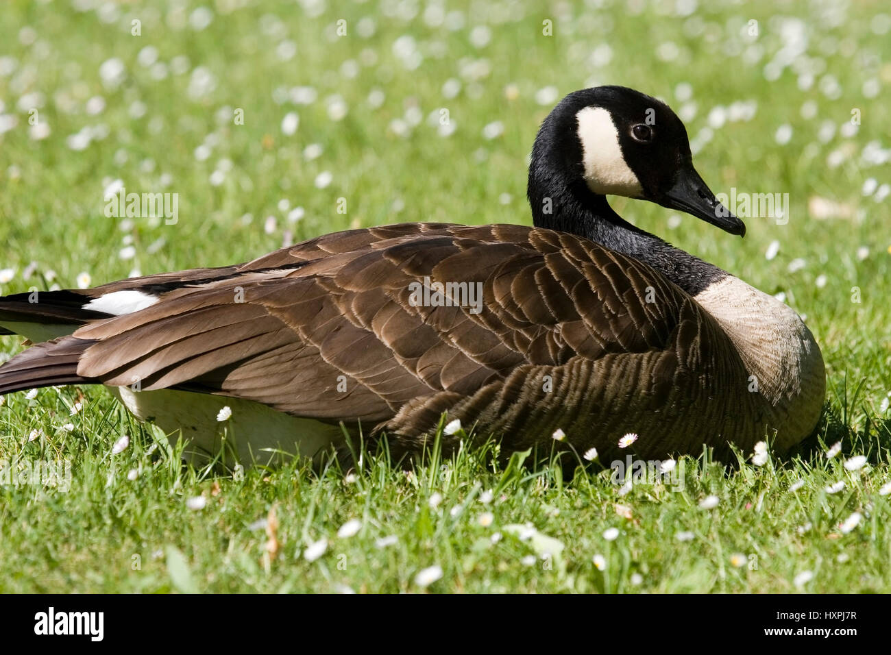 Kanadagans Branta Canadensis, Kanadagans, Branta canadensis Stockfoto