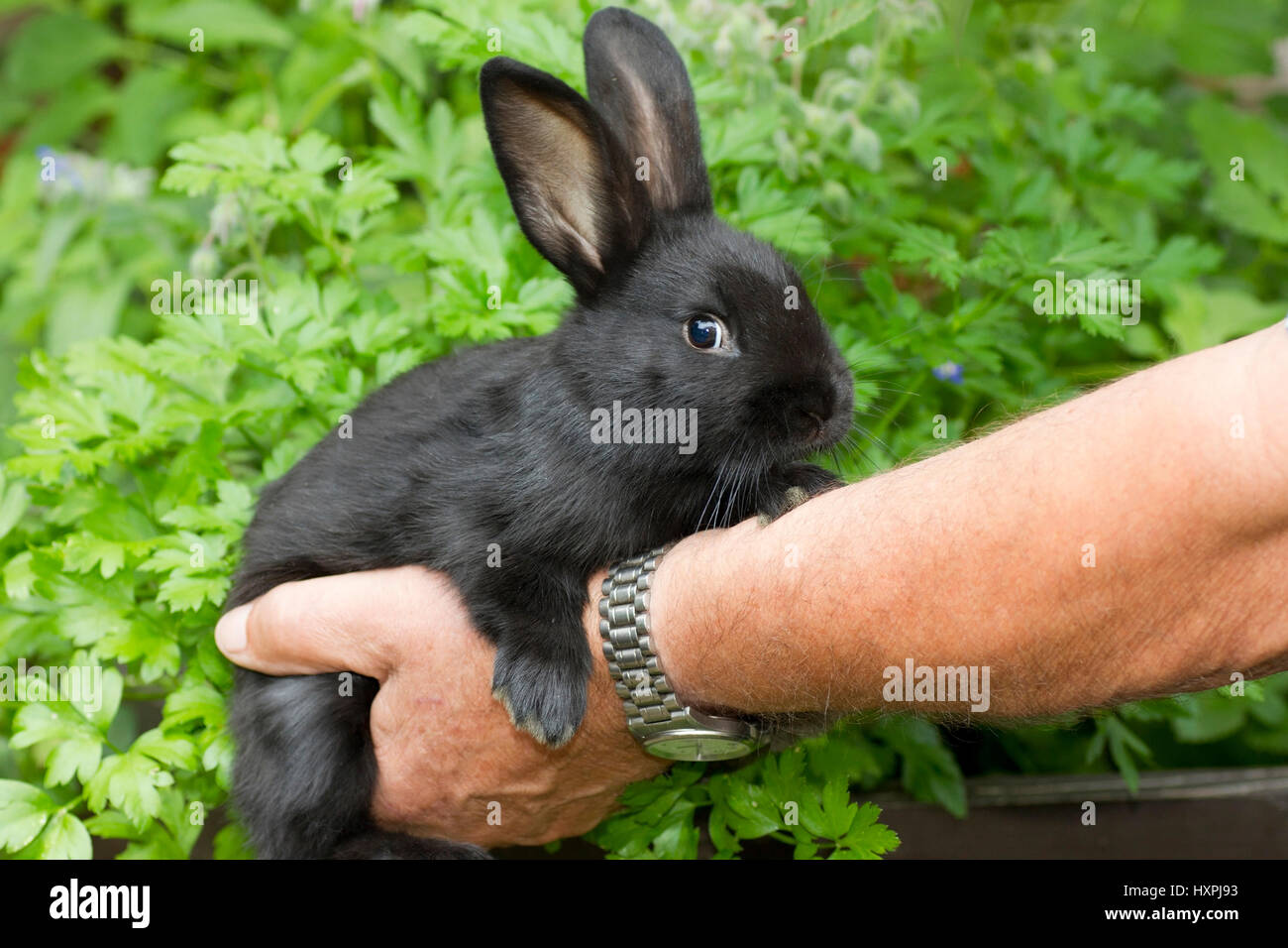 Alaska Kaninchen, Alaskakaninchen Stockfoto