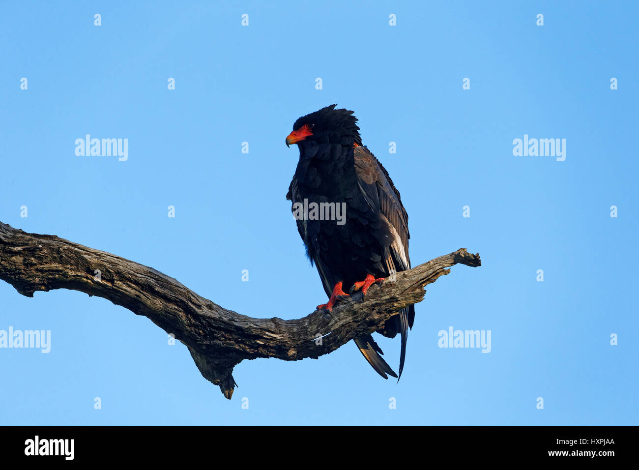 Bateleur Adler (Terathopius Ecaudatus) thront auf Zweig, Krüger Nationalpark, Südafrika Stockfoto