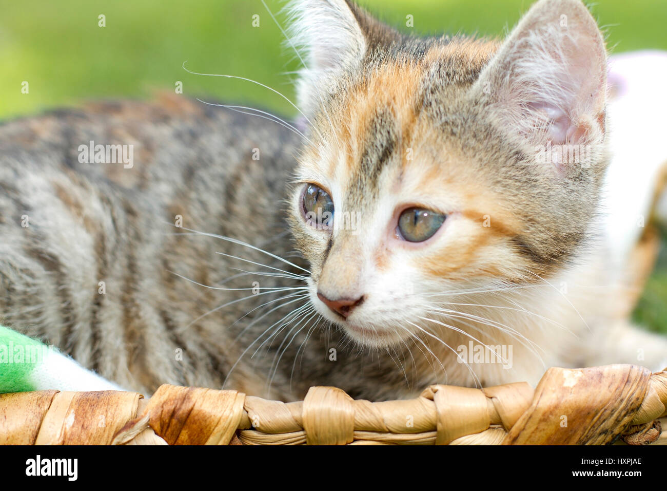 Katze auf Schlafplatz, Katze Auf Schlafplatz Stockfoto