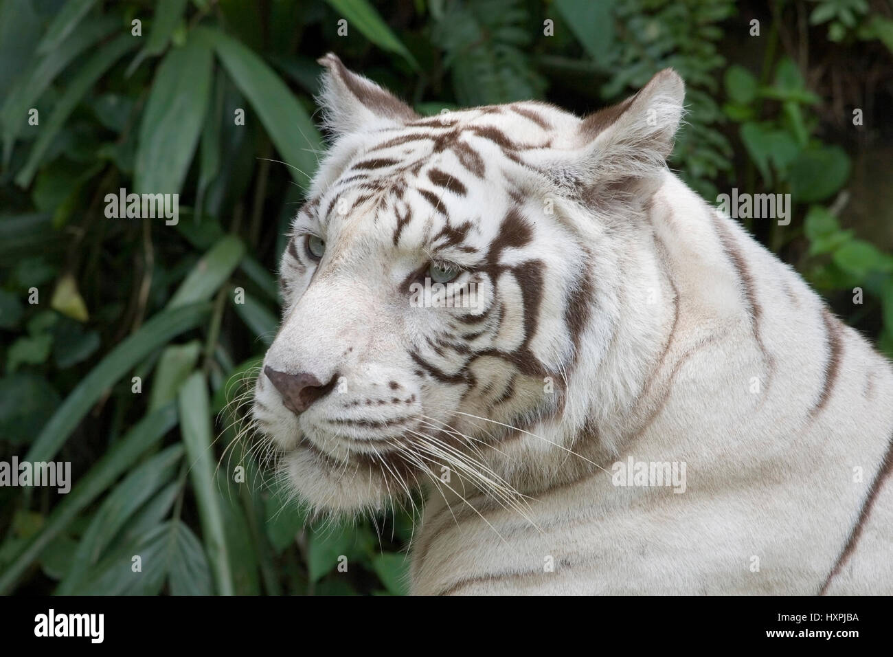 Asien, Singapur: Weiße Tiger im Zoo von Singapur, Asien, Bengal White Tiger, Asien, Singapur: Weißer Tiger Im Zoo von Singapur, Asien, Bengal weiß Stockfoto