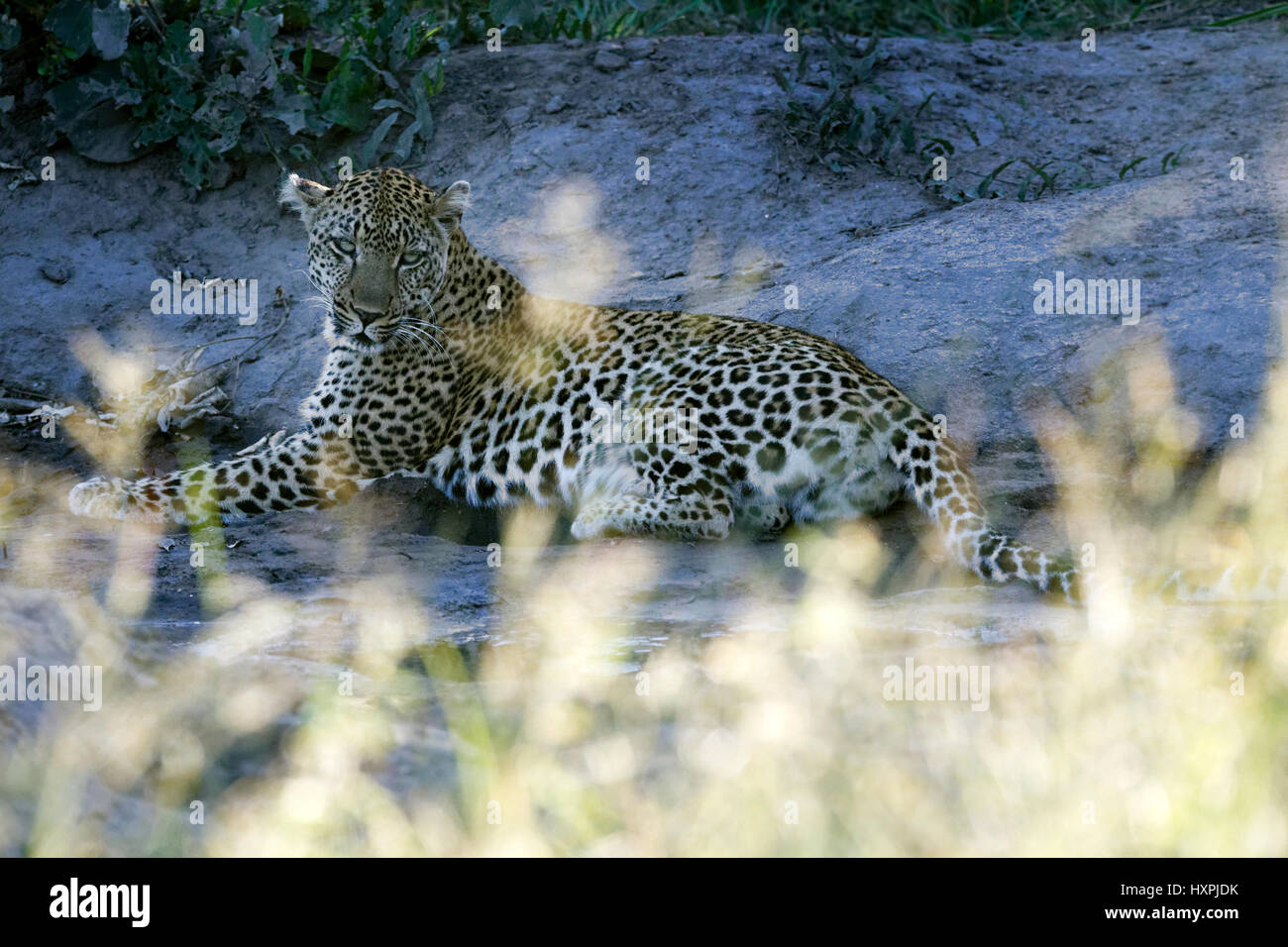 Leoparden (Panthera Pardus), ruht, Krüger Nationalpark, Südafrika Stockfoto