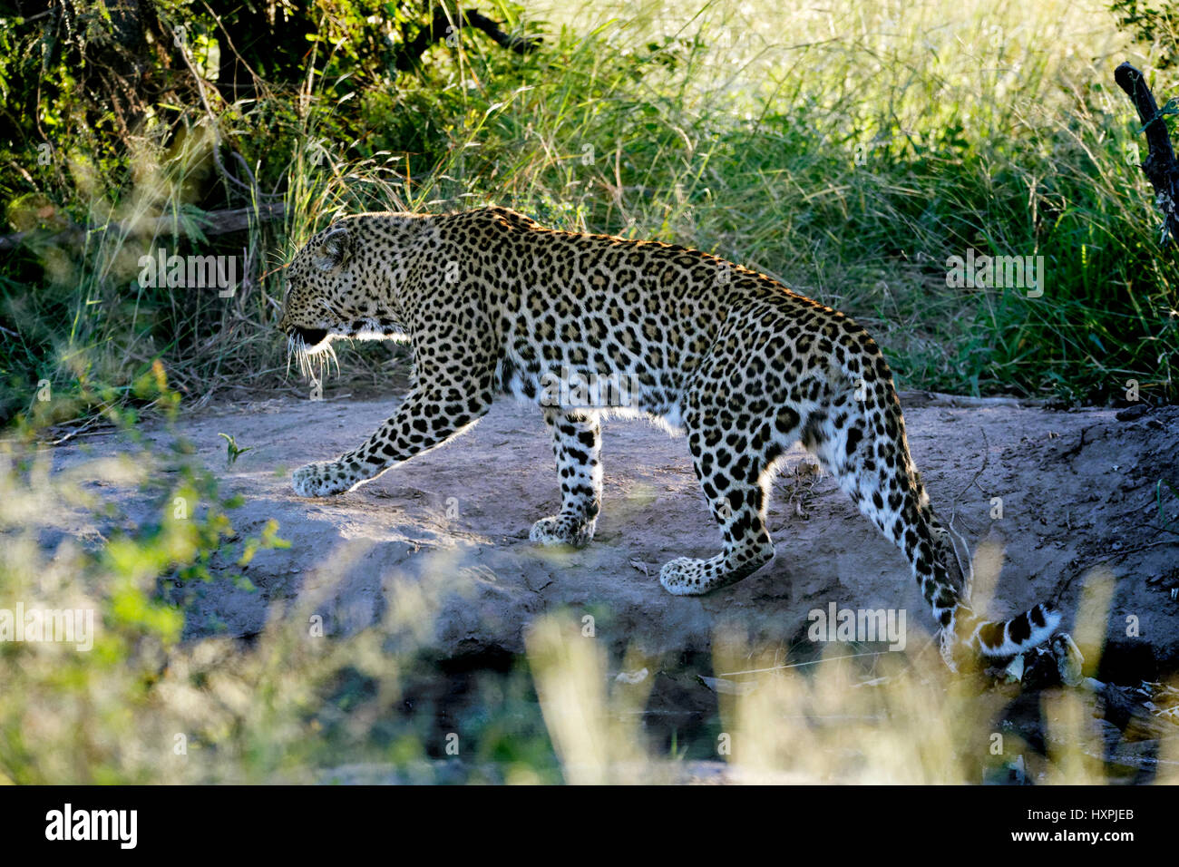Leopard (Panthera Pardus), Wandern, Krüger Nationalpark, Südafrika Stockfoto