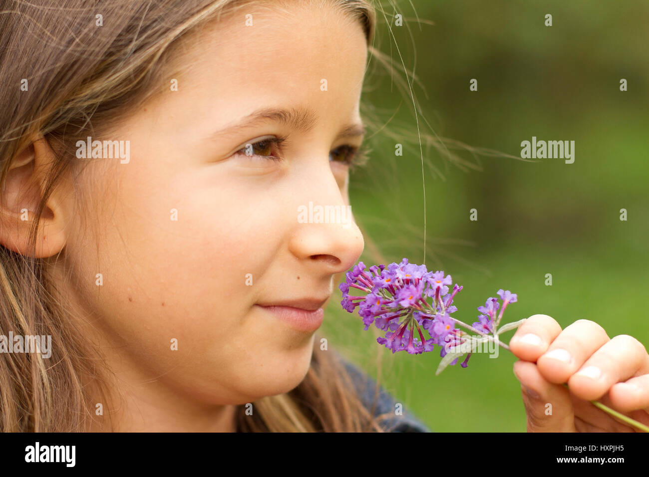 Mädchen riecht in lila, Mädchen Riecht ein Flieder Stockfoto