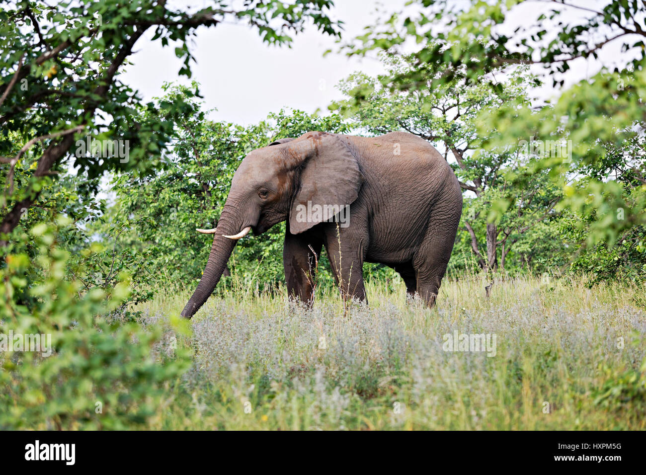 Afrikanische Elefanten zu Fuß im Busch (Loxodonta Africana), Krüger Nationalpark, Südafrika Stockfoto