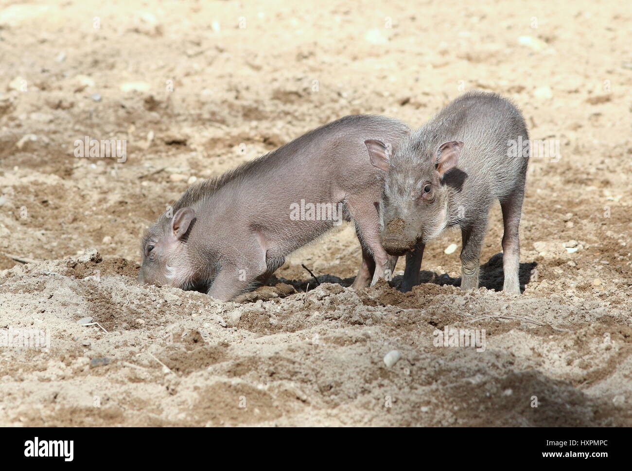 Afrikanische Warzenschwein Ferkel (Phacochoerus Africanus) Graben, auf der Suche nach Nahrung. Stockfoto