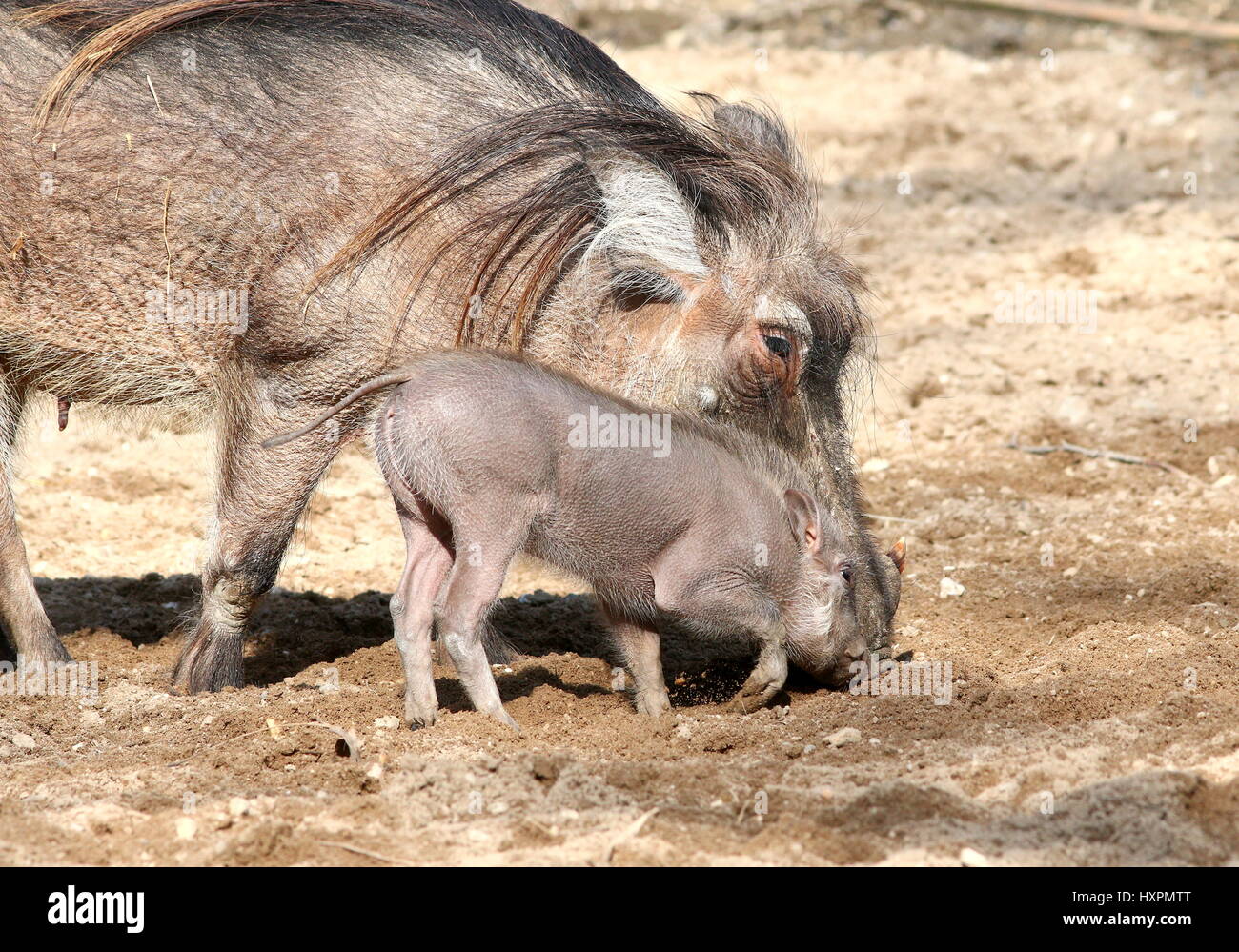Mutter Afrika Warzenschwein (Phacochoerus Africanus) mit Baby Ferkel. Stockfoto