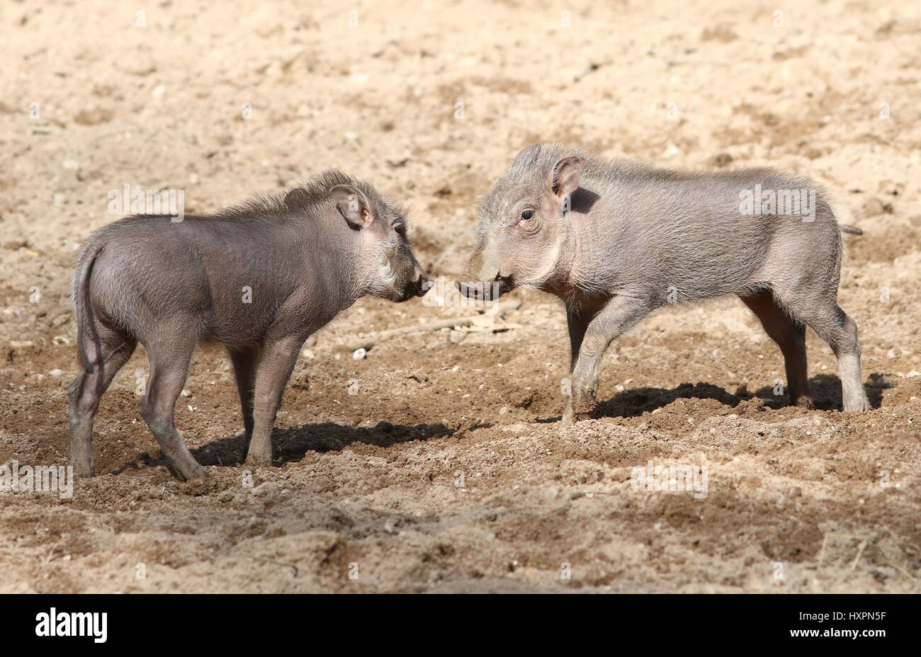 Frisky afrikanischen Warzenschwein Ferkel (Phacochoerus Africanus) spielen und rau-Gehäuse Stockfoto