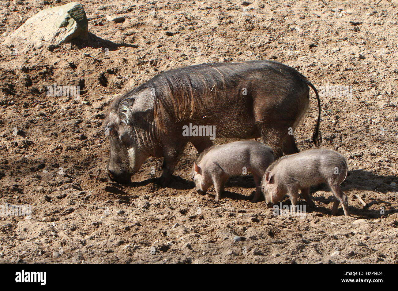 Mutter Afrika Warzenschwein (Phacochoerus Africanus) mit ihrem Baby Ferkel Stockfoto