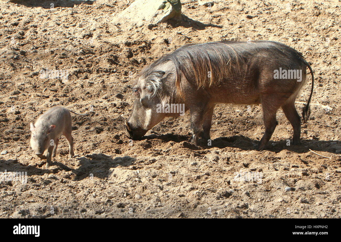 Mutter Afrika Warzenschwein (Phacochoerus Africanus) mit Baby Ferkel. Stockfoto