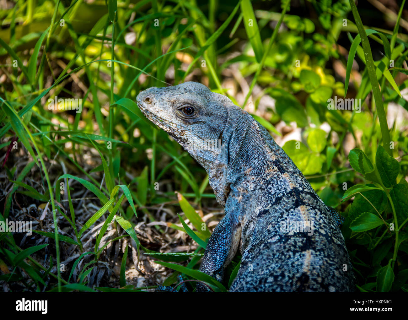 Leguan - Tulum, Mexiko Stockfoto