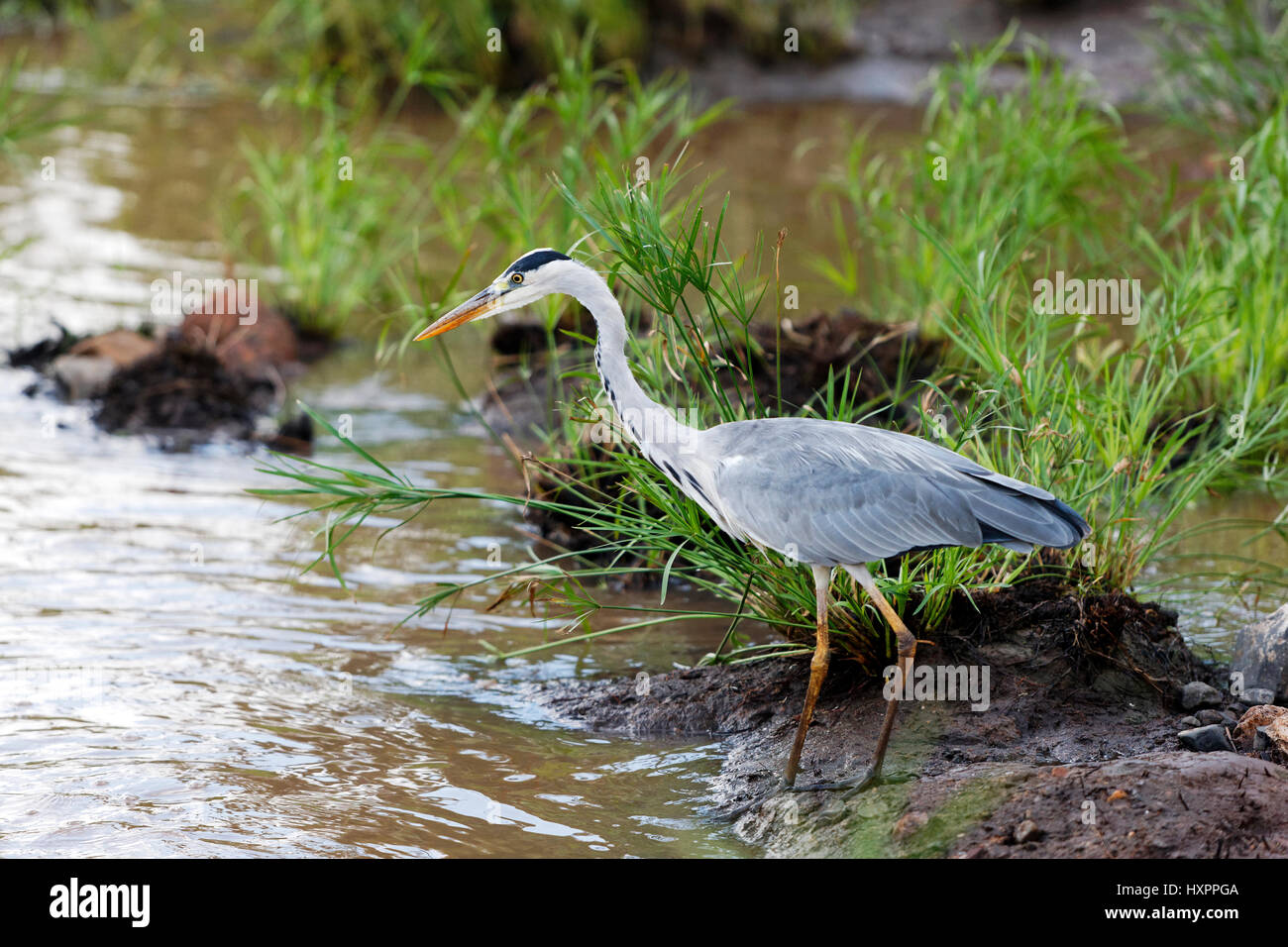 Graue Reiher (Ardea Cinerea) stehen am Rand des Wassers, Krüger Nationalpark, Südafrika Stockfoto