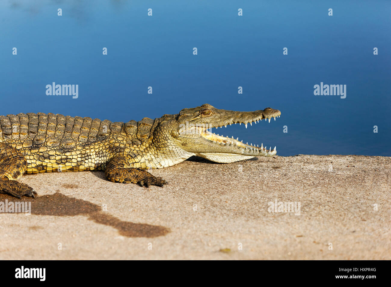 Nil-Krokodil (Crocodylus Niloticus) Rand des Wassers mit offenem Mund, Krüger Nationalpark, Südafrika Stockfoto