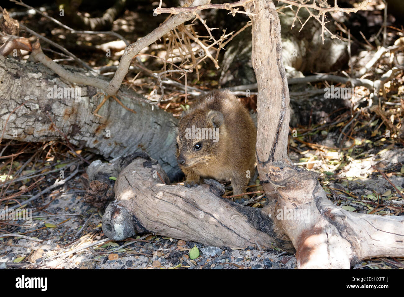 Cape Hyrax oder Felsen Hyrax, (Procavia Capensis), Boulders Beach, Simons Town, Western Cape Province, Südafrika, Afrika Stockfoto