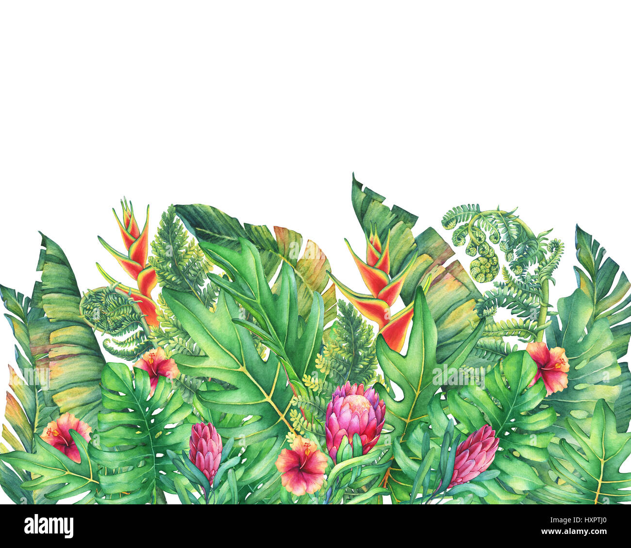 Der Rahmen der Zweige mit lila Protea Blüten, Hibiskus und tropischen Pflanzen. Handgezeichnete Aquarell auf weißem Hintergrund. Stockfoto