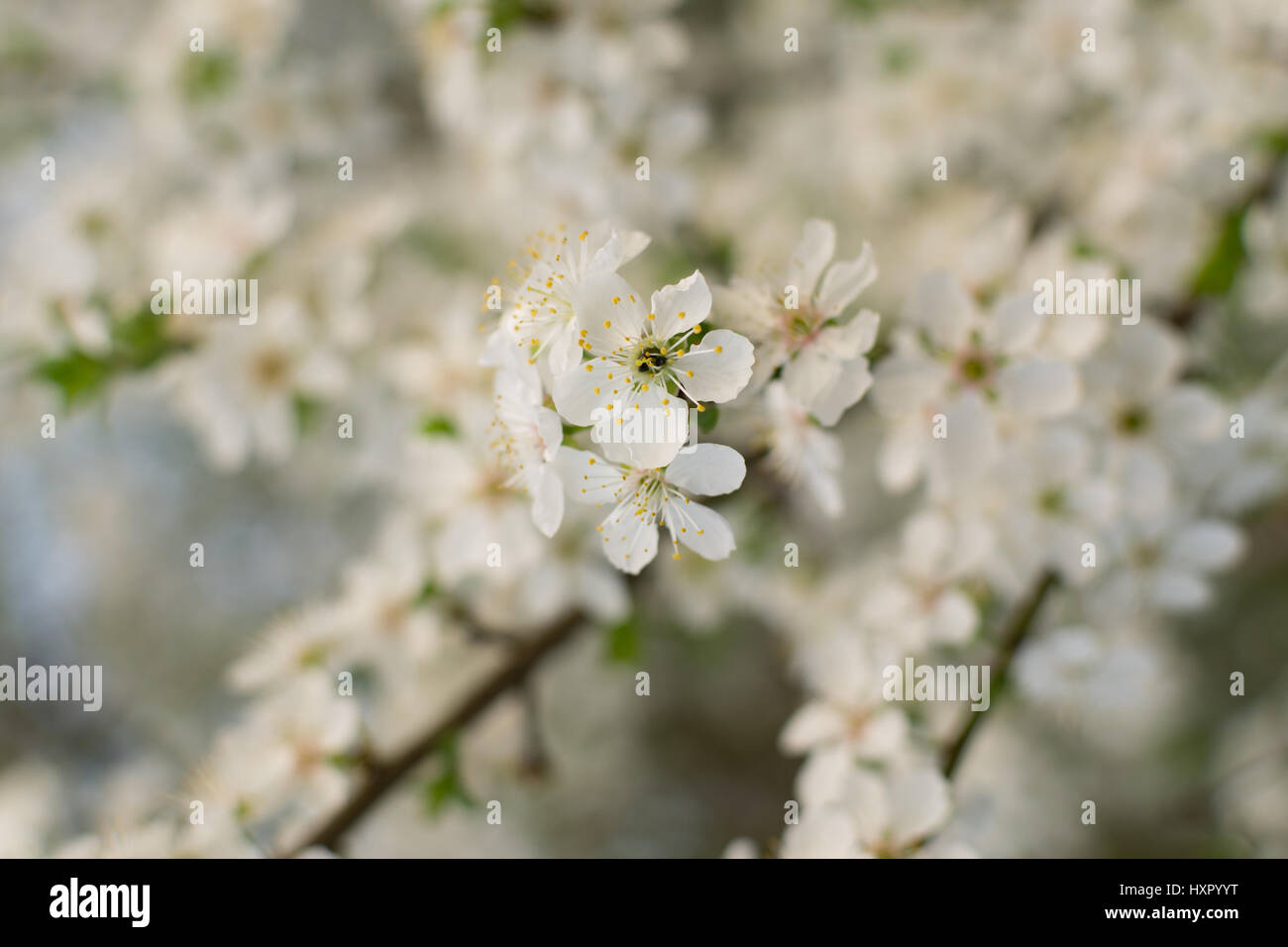 Weiße Pflaumenblüte Stockfoto
