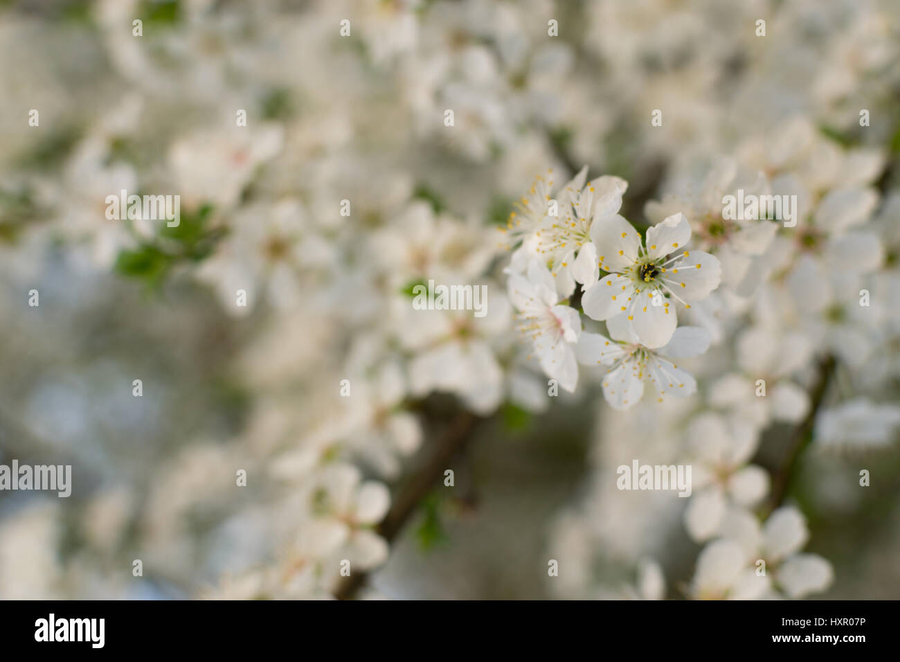 Weiße Pflaumenblüte Stockfoto