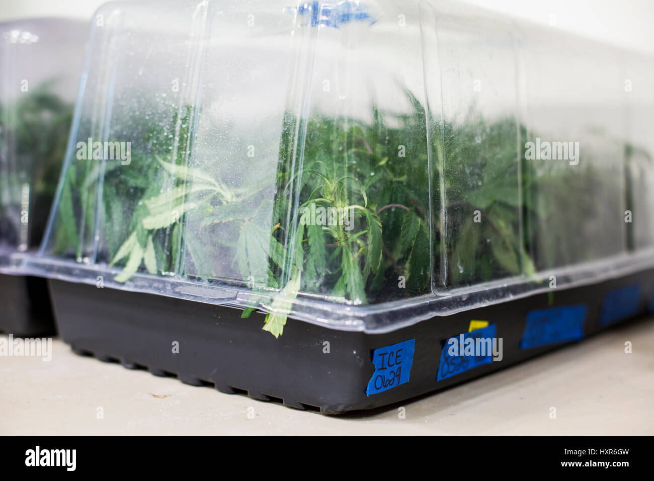 Cannabis-Pflanzen wachsen im Inneren eine rechtliche Einrichtung unter künstlichem Licht in Colorado zu wachsen. Stockfoto