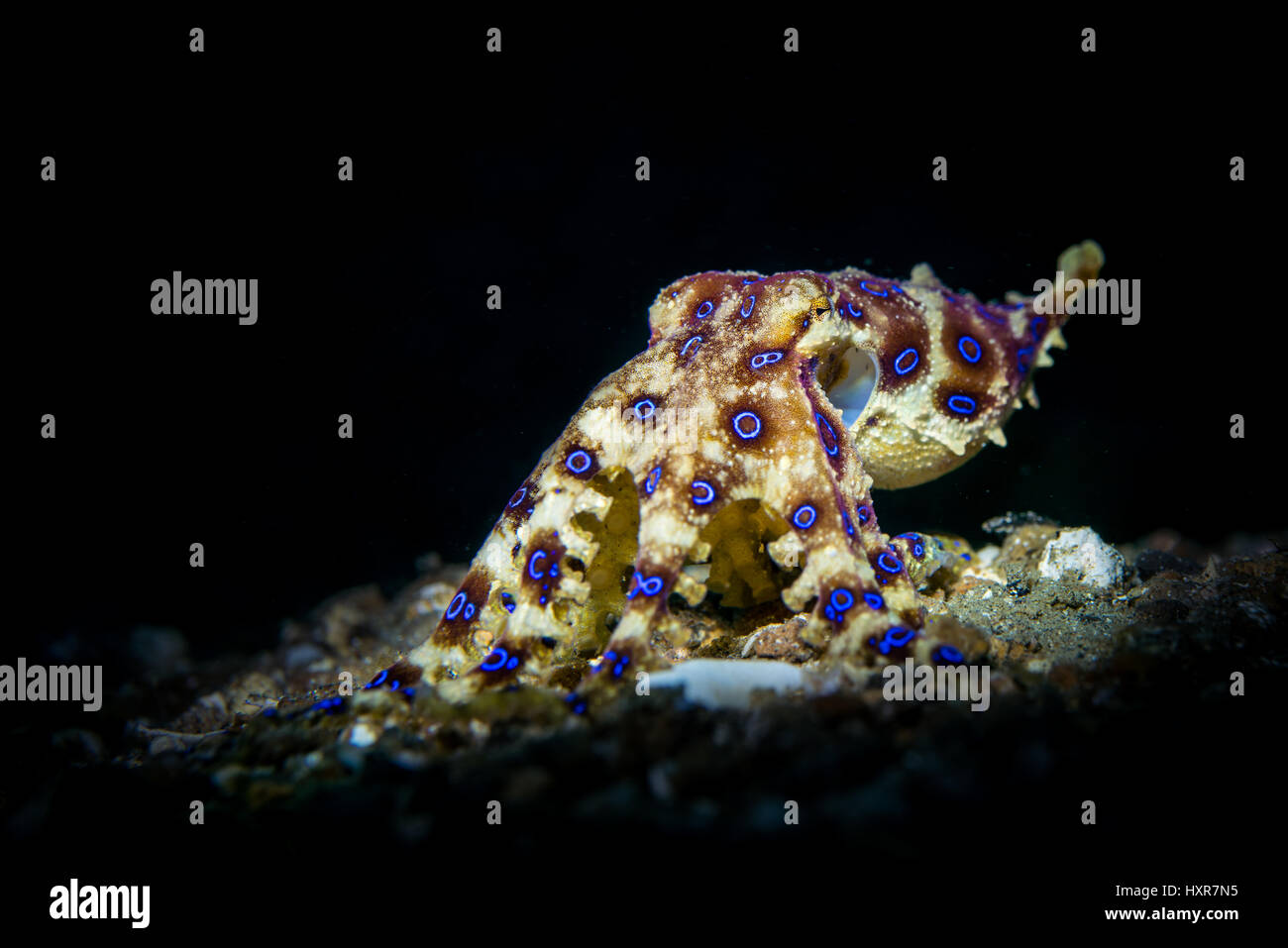 Blau-beringte Krake (Hapalochlaena SP.) ruht auf Sand in der Lembeh-Strait / Sulawesi / Indonesien Stockfoto