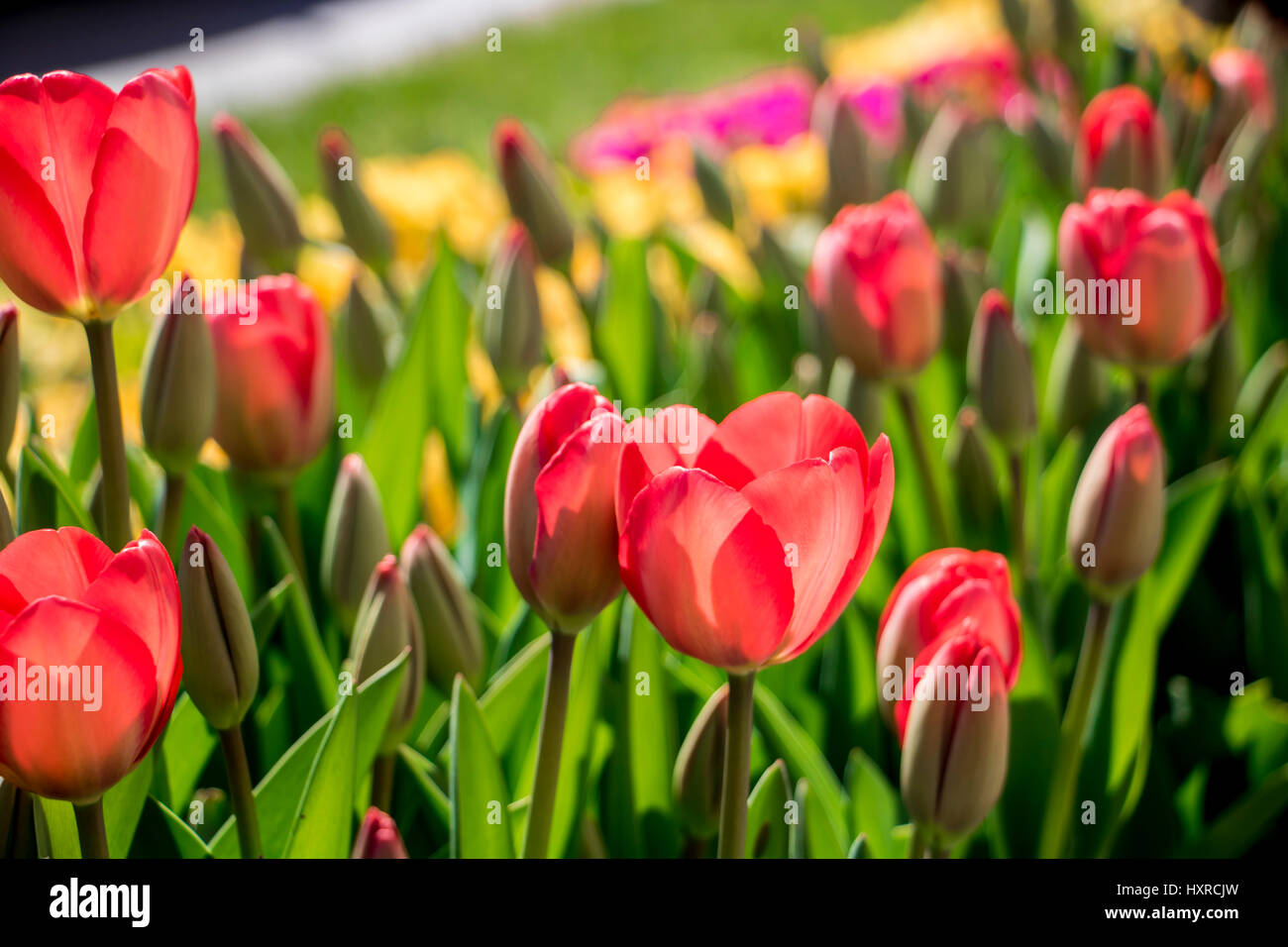 Blumen mit sonnigen Tag Stockfoto