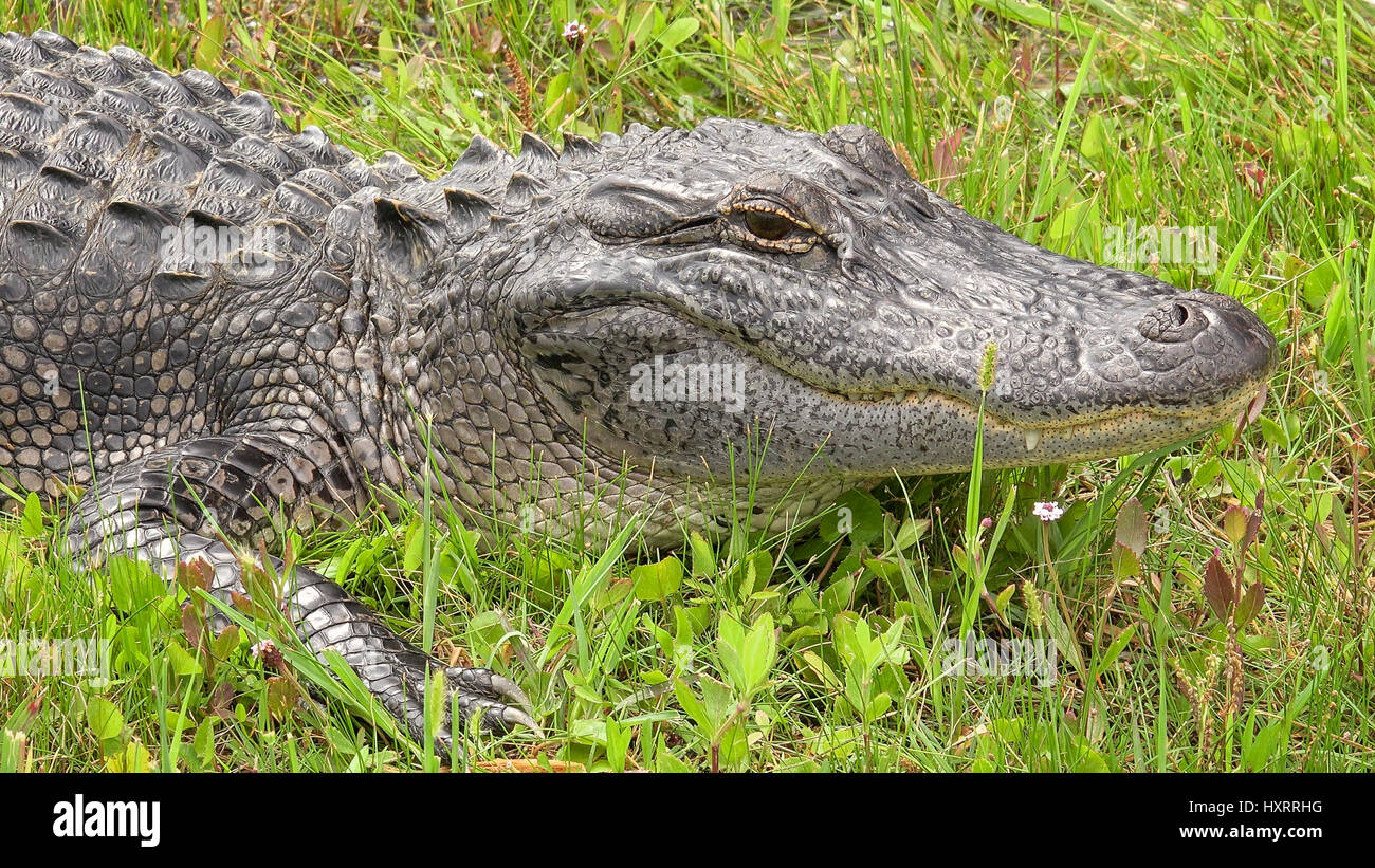 Amerikanischer Alligator entlang Pintail Wildnis-Antrieb im Cameron Prairie National Wildlife Refuge in Louisiana Stockfoto