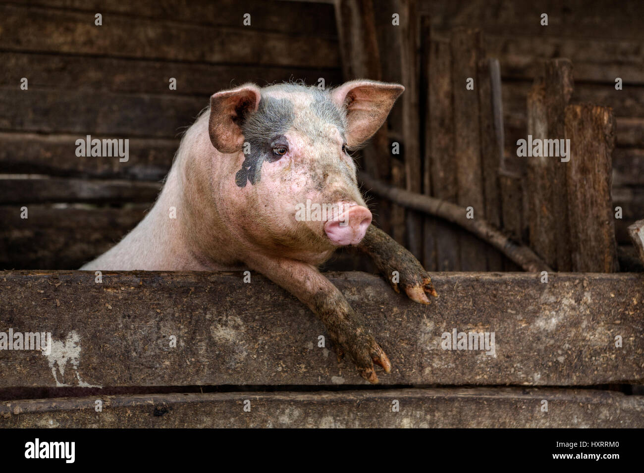 Ein schmutziges Schwein hängen steht auf den Hinterbeinen an einen Zaun gelehnt. Stockfoto