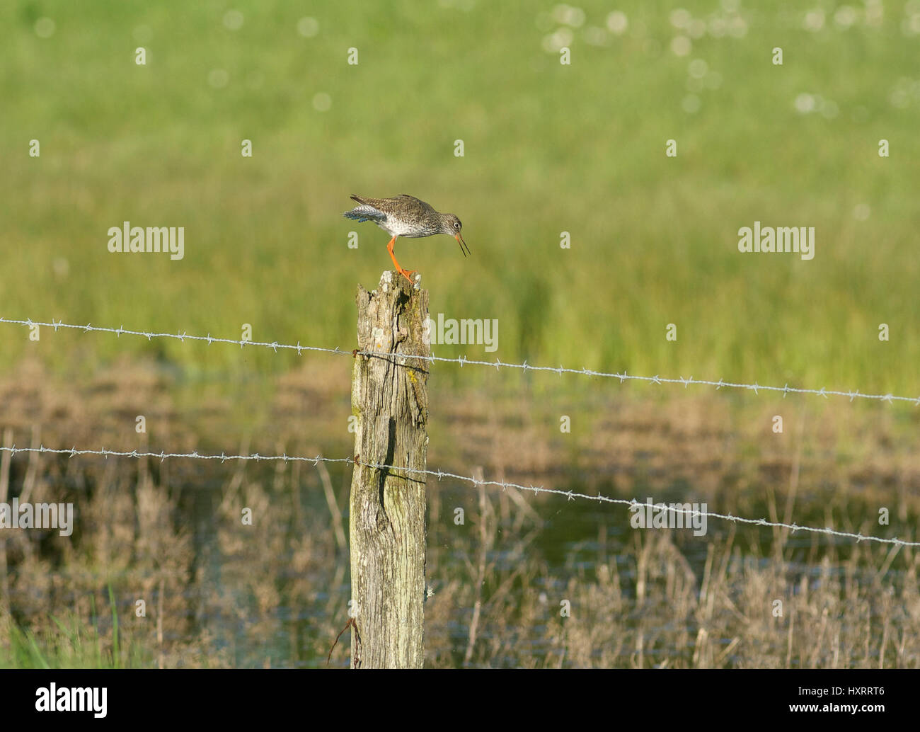 Gemeinsamen Rotschenkel (Tringa Totanus) am Zaun Stockfoto