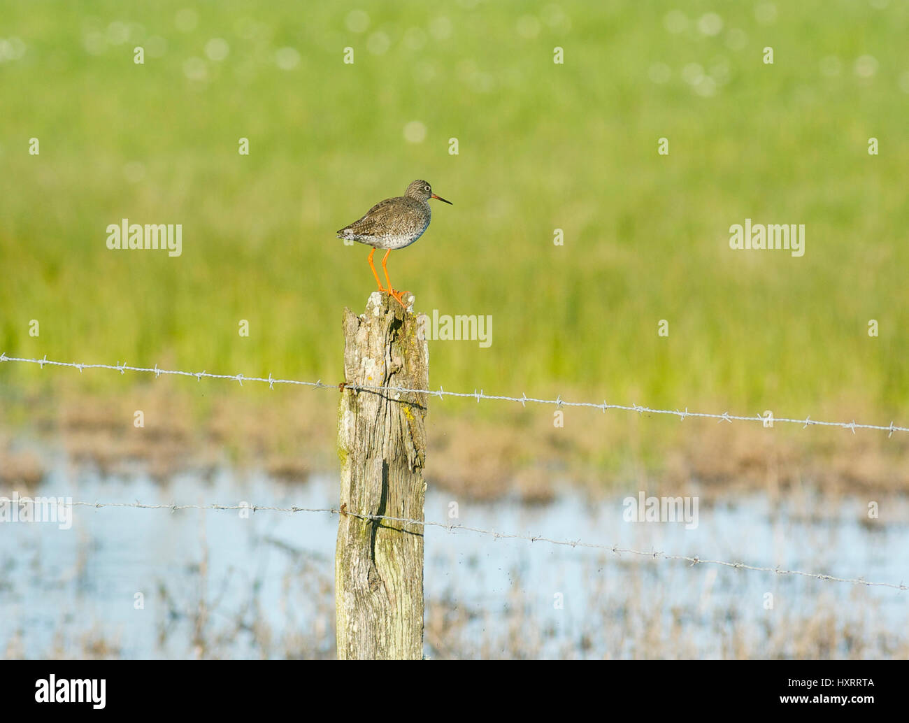 Gemeinsamen Rotschenkel (Tringa Totanus) am Zaun Stockfoto