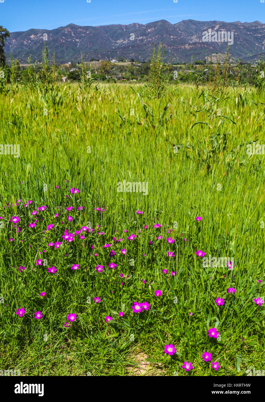 Wildblumen blühen in Taormina wiesen auf die Ojai Meadows Preserve in Ojai, Kalifornien Stockfoto