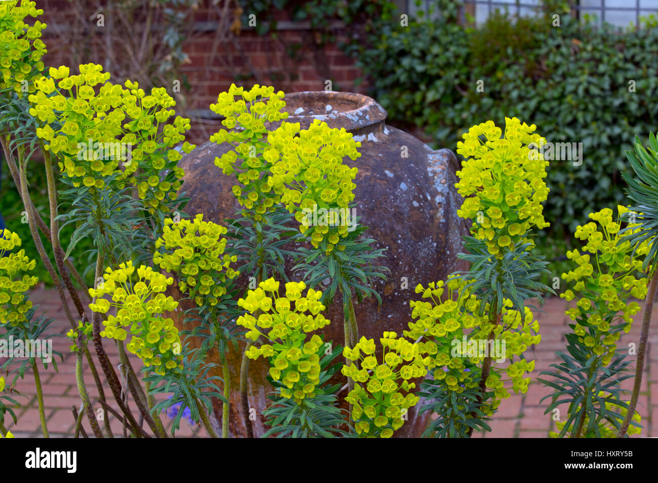 Mittelmeer-Wolfsmilch-Euphorbia Characias und Container Töpfe Frühjahr Norfolk Stockfoto