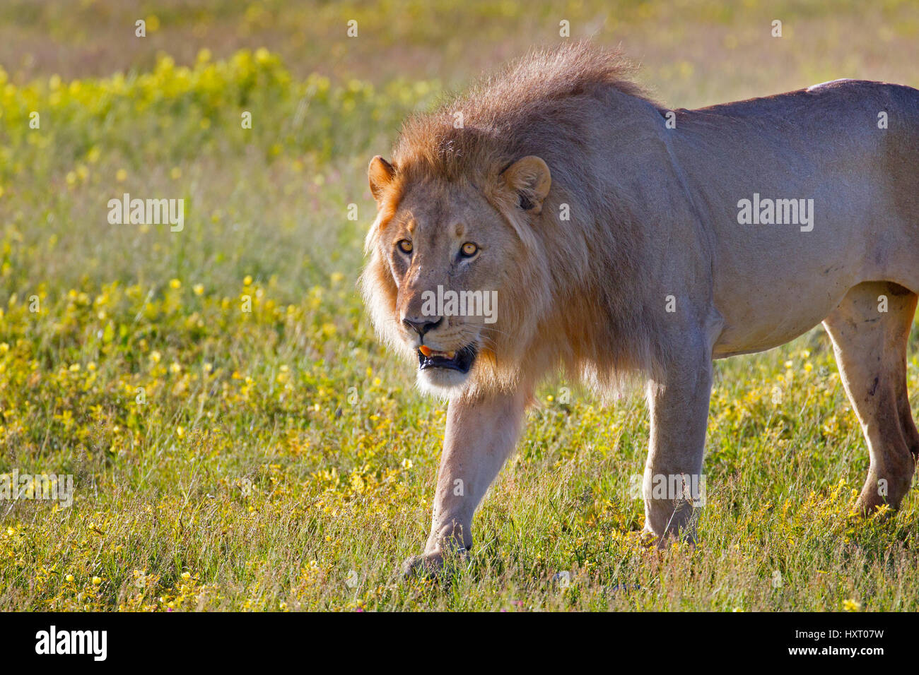 Männliche Löwe Panthera Leo im südlichen Afrika Etosha Nationalpark Namibia. Stockfoto