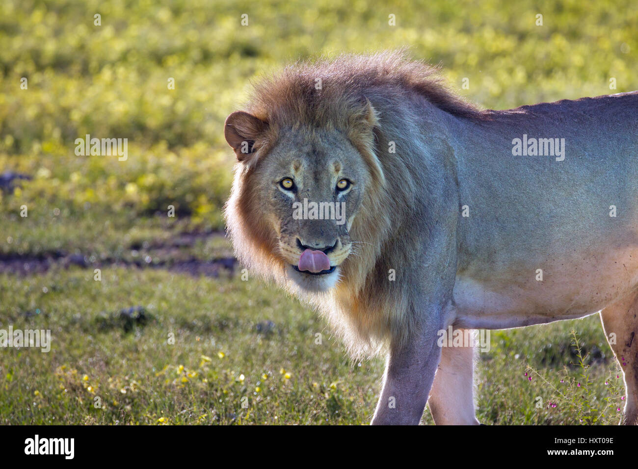 Männliche Löwe Panthera Leo im südlichen Afrika Etosha Nationalpark Namibia. Stockfoto