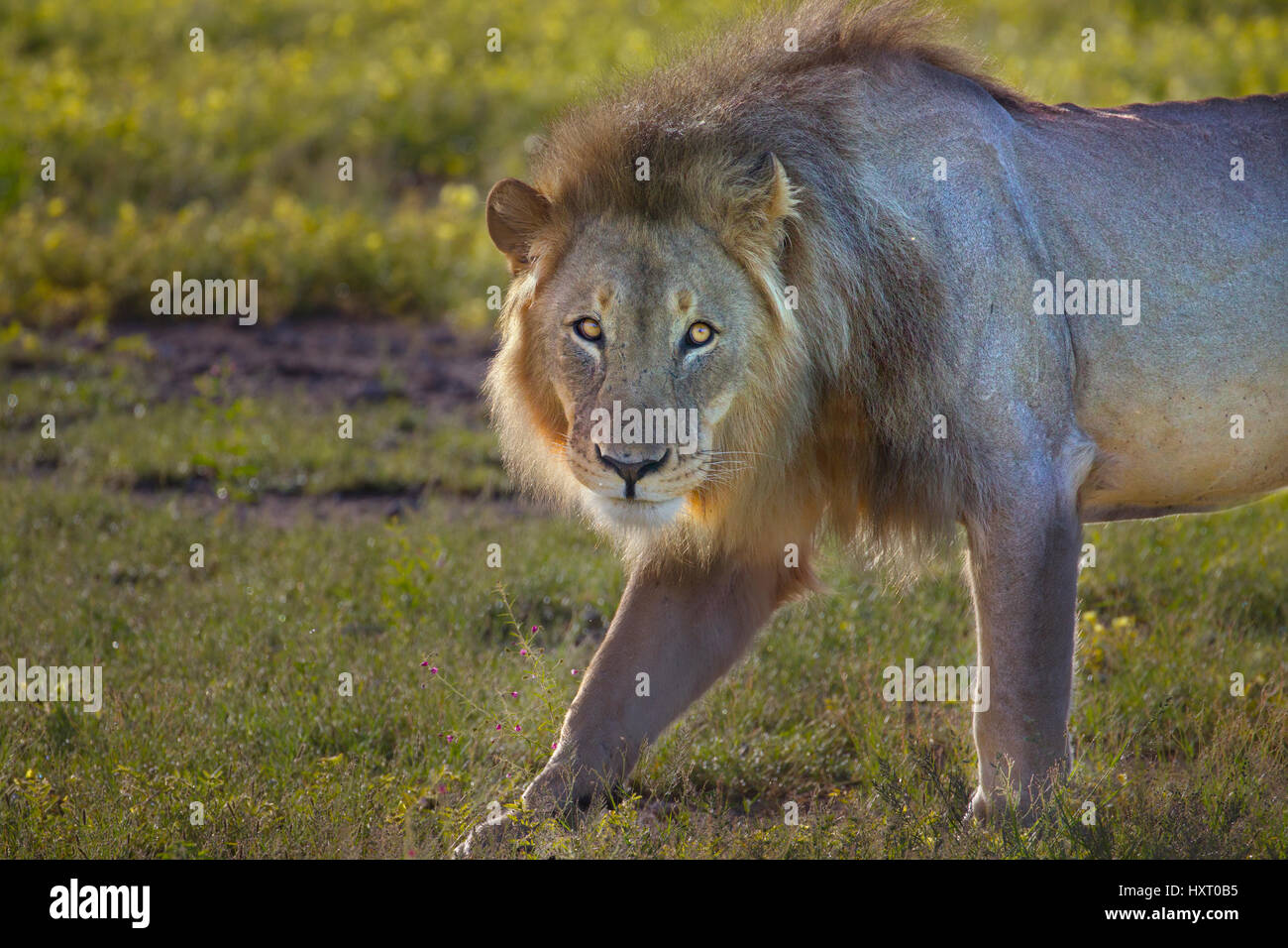 Männliche Löwe Panthera Leo im südlichen Afrika Etosha Nationalpark Namibia. Stockfoto
