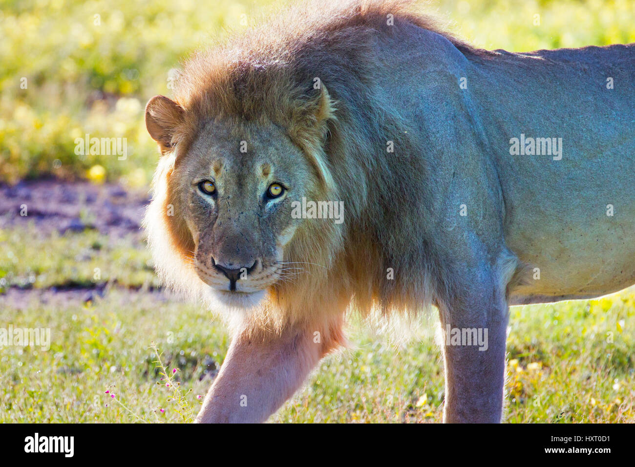 Männliche Löwe Panthera Leo im südlichen Afrika Etosha Nationalpark Namibia. Stockfoto