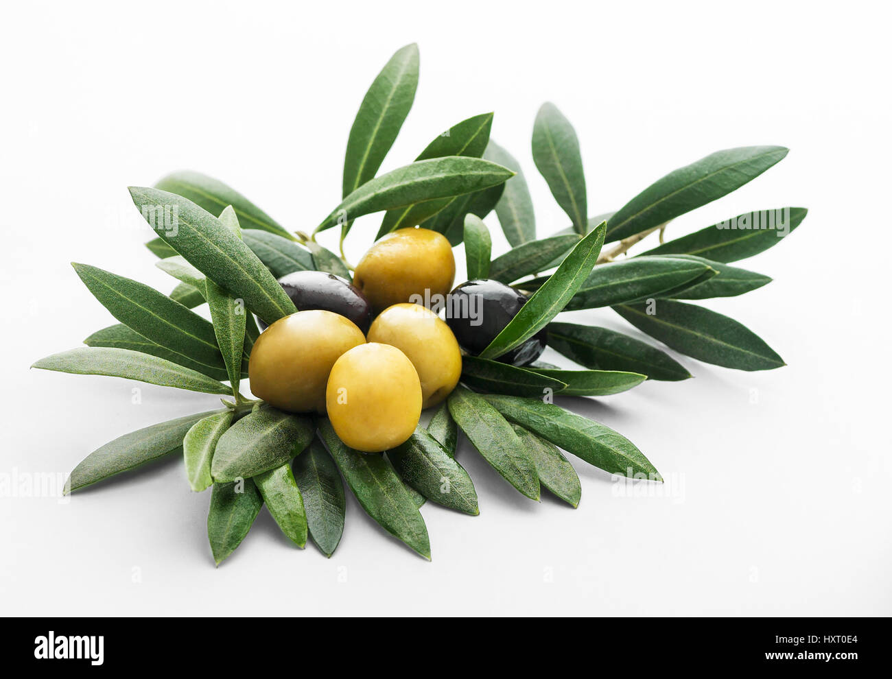 grüne und schwarze Oliven Standbild Leben auf einem Oliven Blattbasis Stockfoto