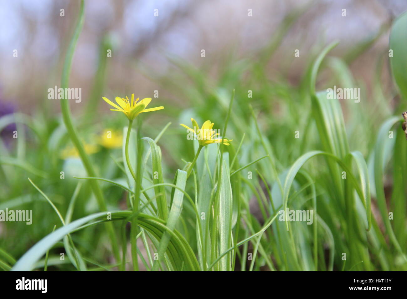 Gelbe Frühlingsblumen Stockfoto