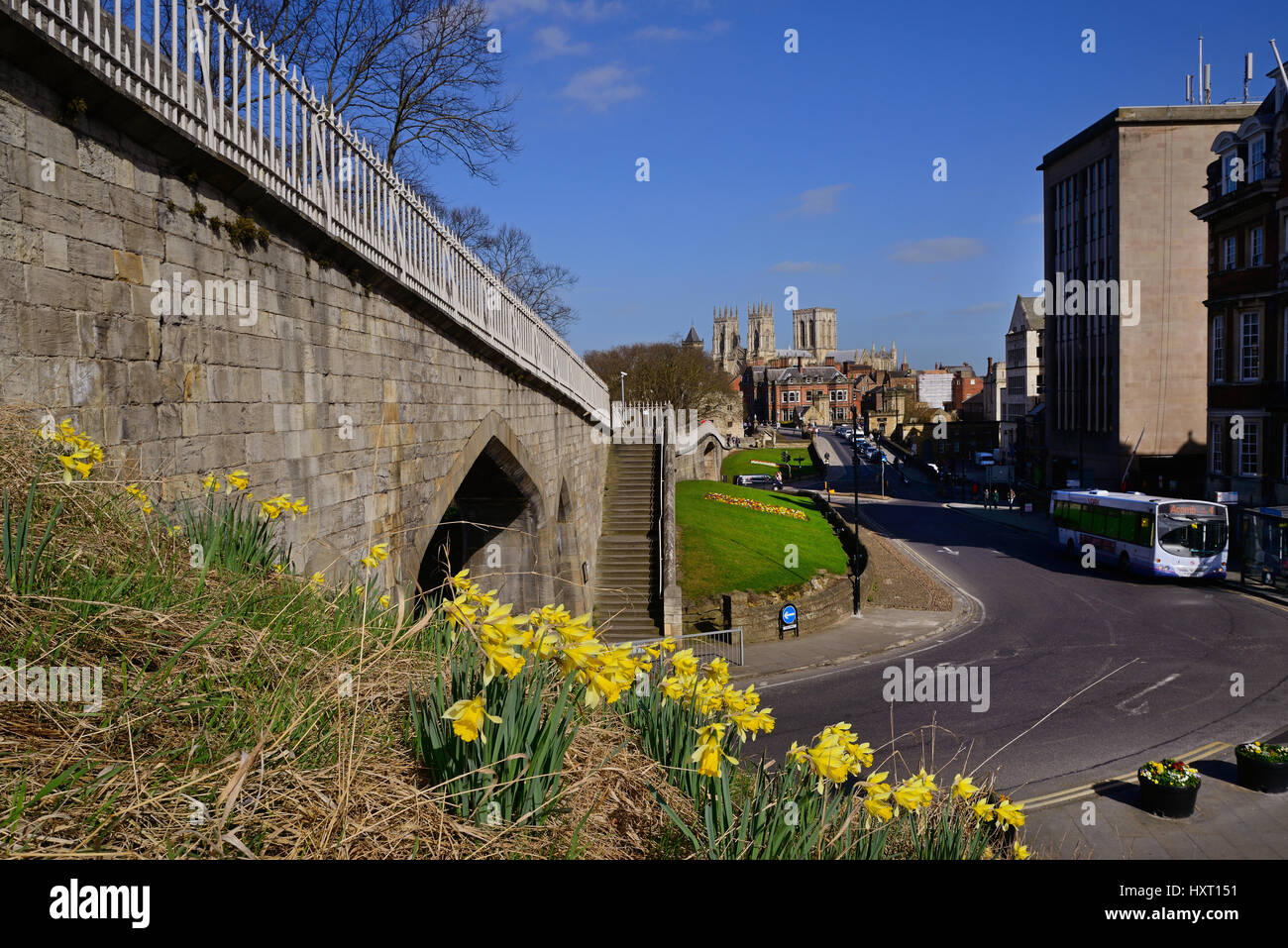 York Minster und die Stadtmauern mit Narzissen im Frühling Yorkshire Vereinigtes Königreich Stockfoto
