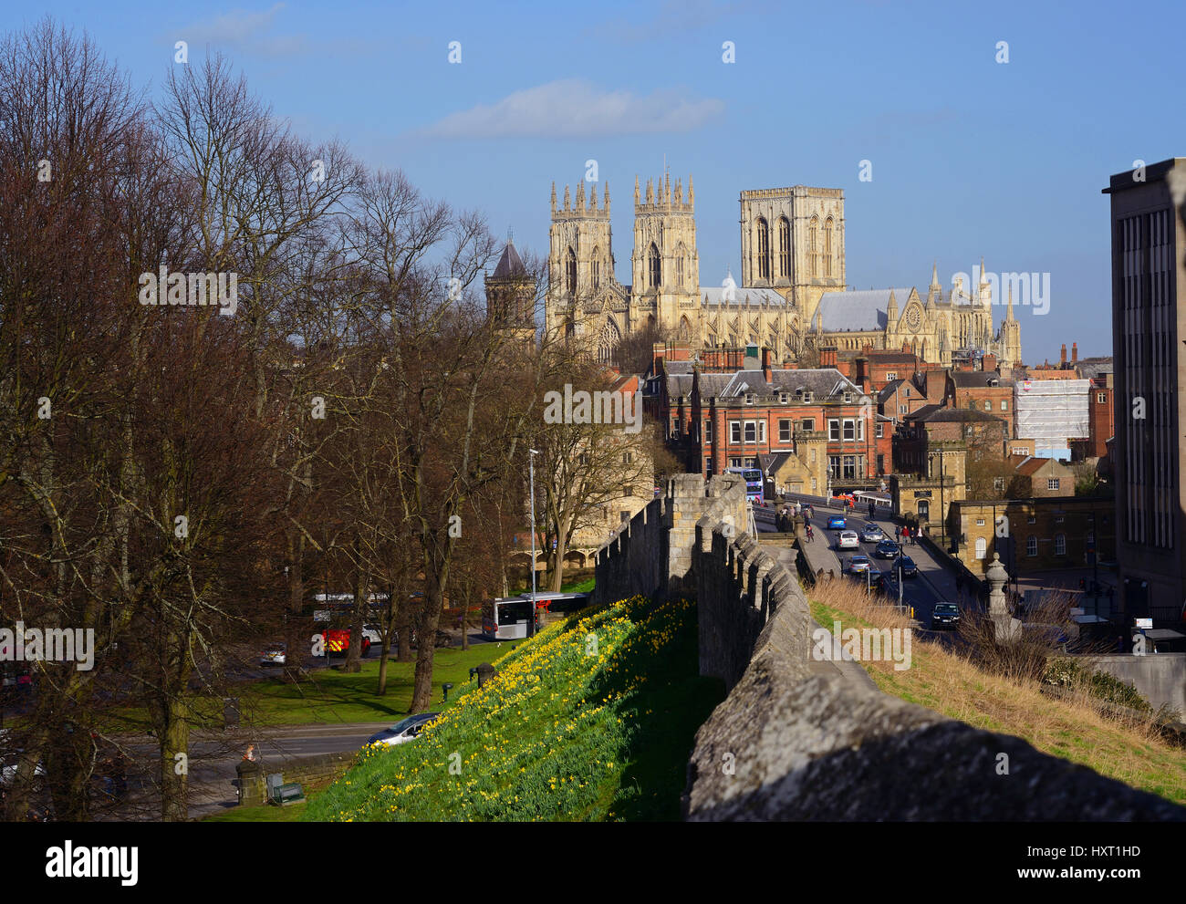 York Minster und die Stadtmauern mit Narzissen im Frühling Yorkshire Vereinigtes Königreich Stockfoto