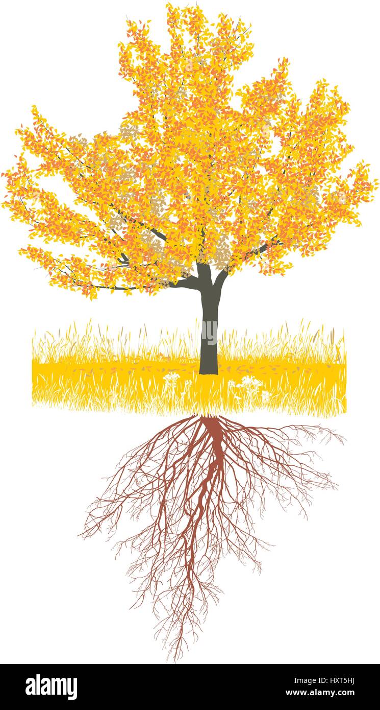 Kirschbaum im Herbst mit Wurzeln Alamy