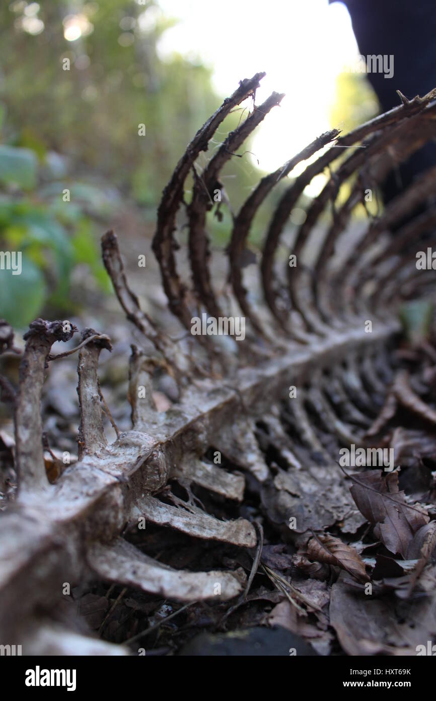 Auf einem Spaziergang in der Natur gefunden. Die Wirbelsäule eines zerlegten Tieres. Stockfoto