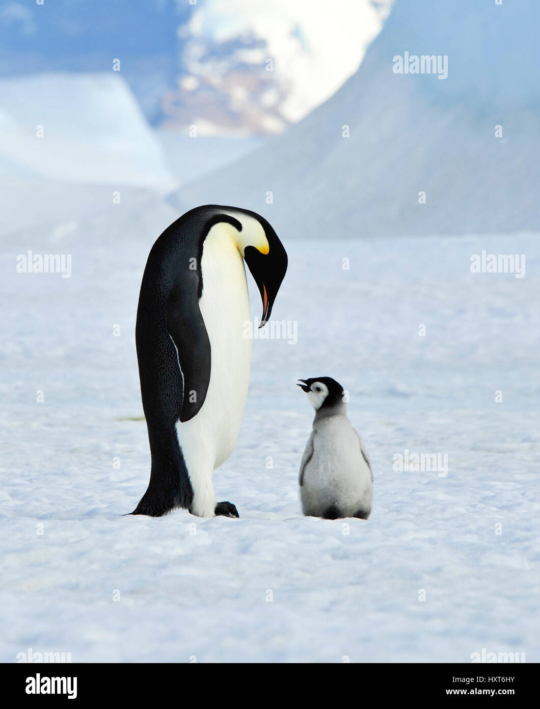 Kaiserpinguine mit Küken Stockfoto