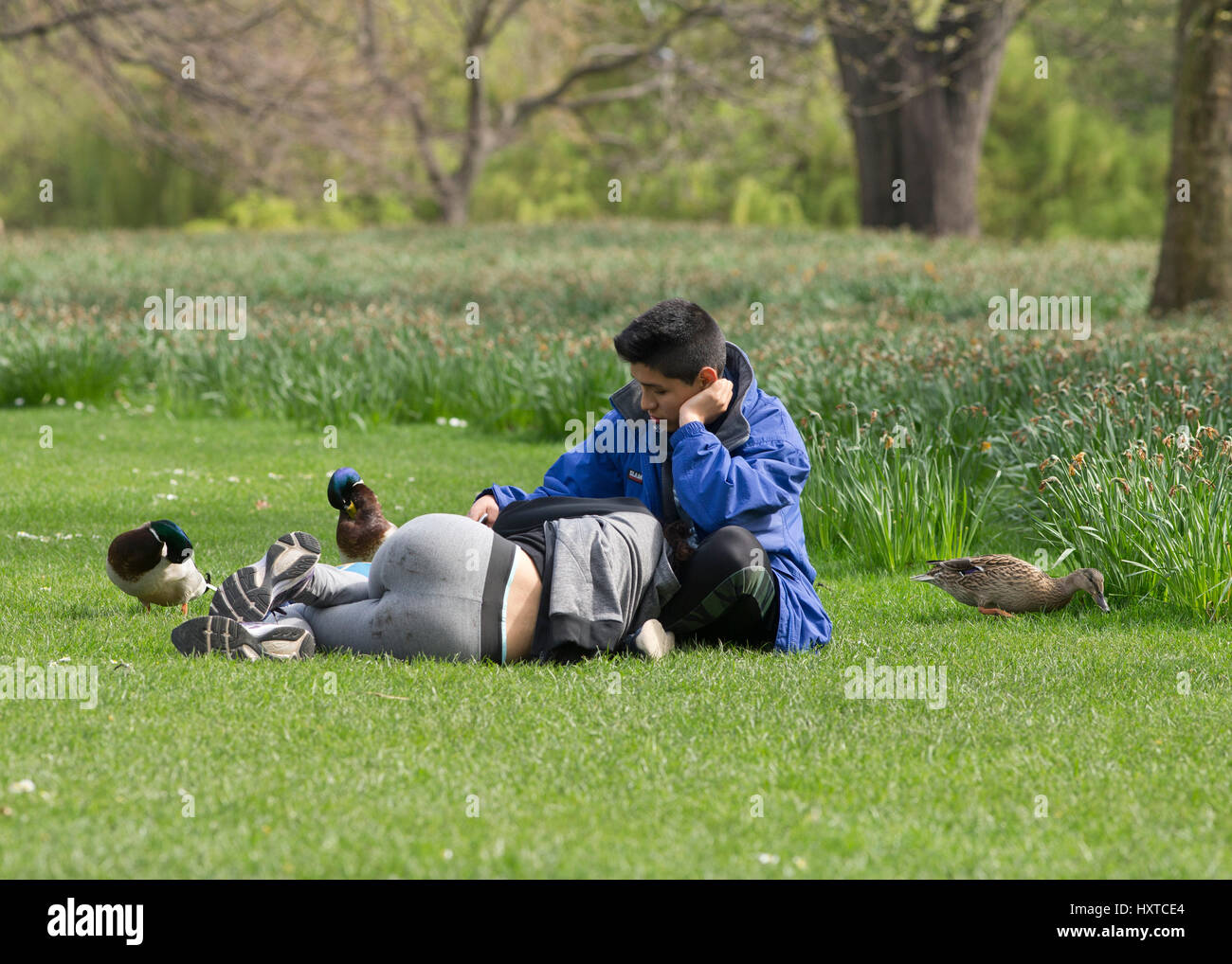 London, UK. 29. März 2017. Menschen genießen das schöne Wetter in St James Park, London. Bildnachweis: Sebastian Remme/Alamy Live-Nachrichten Stockfoto