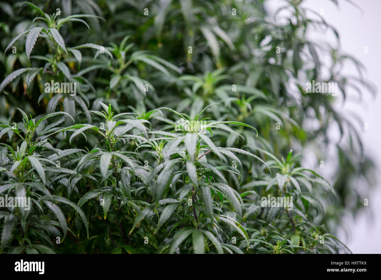 Cannabis-Pflanzen wachsen im Inneren eine rechtliche Einrichtung unter künstlichem Licht in Colorado zu wachsen. Stockfoto