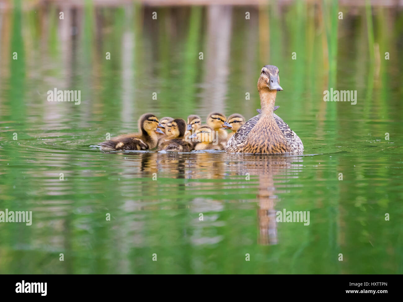 Weibliche Stockente mit Entenküken spiegelt sich in klarem Wasser Stockfoto