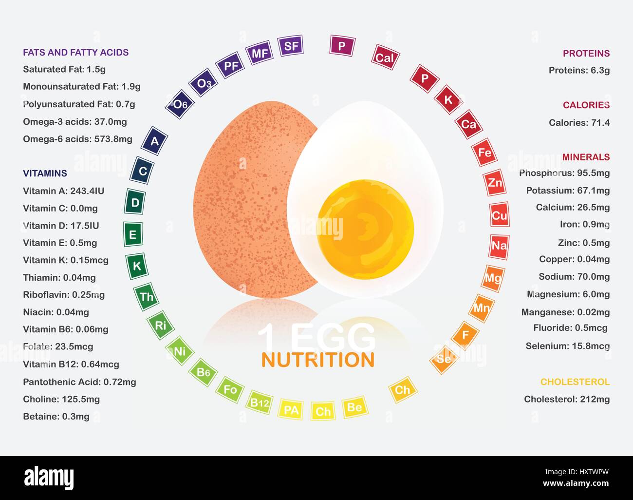 Gekochtes Ei Ernährung Fakten Infografik Stock Vektor
