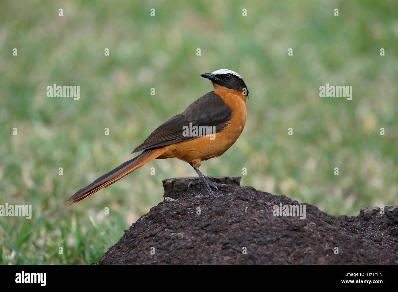 White-crowned Robin-Chat, Cossypha Albicapilla einziger Vogel auf Zweig, Gambia, März 2017 Stockfoto