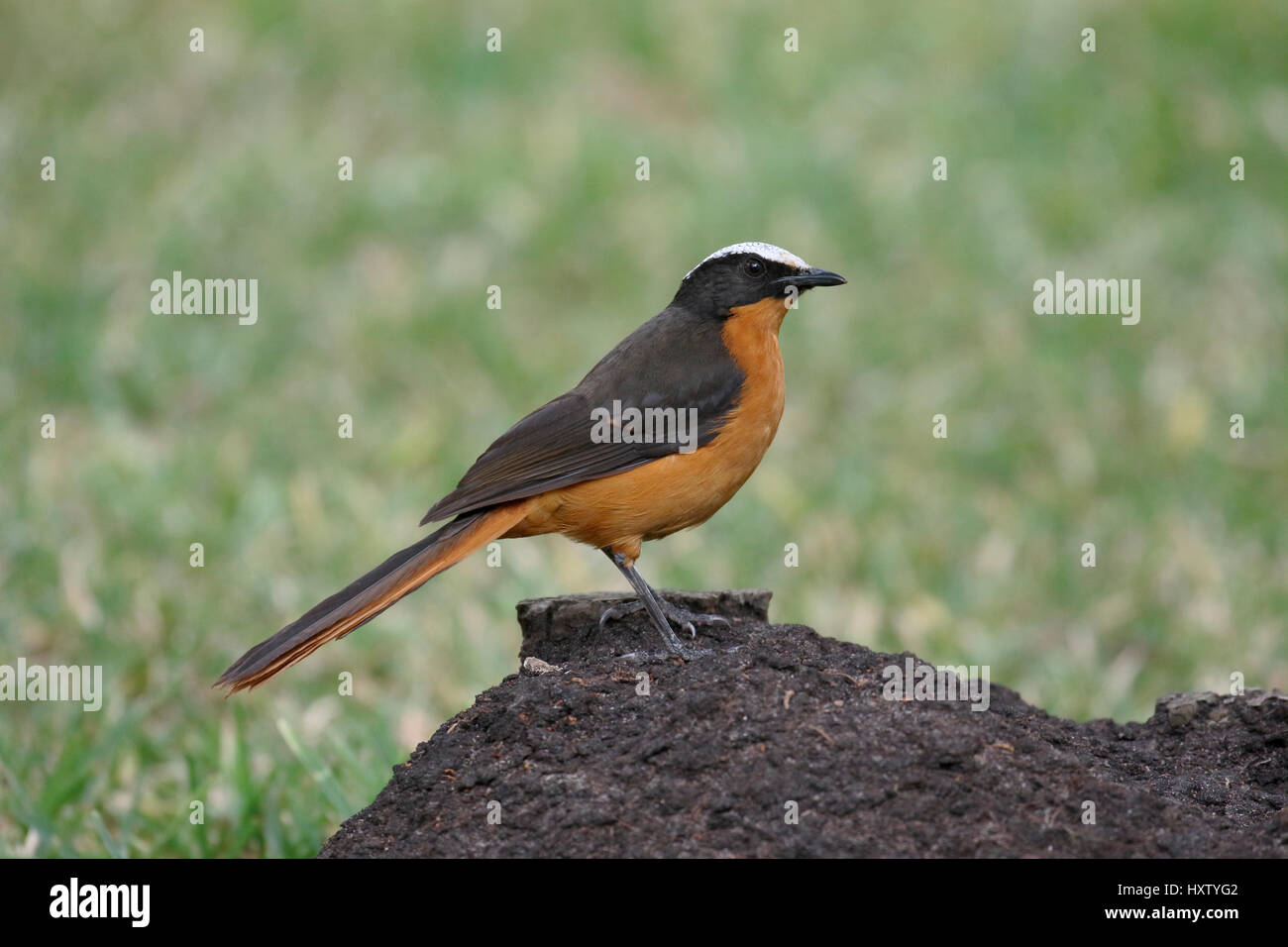 White-crowned Robin-Chat, Cossypha Albicapilla einziger Vogel auf Zweig, Gambia, März 2017 Stockfoto