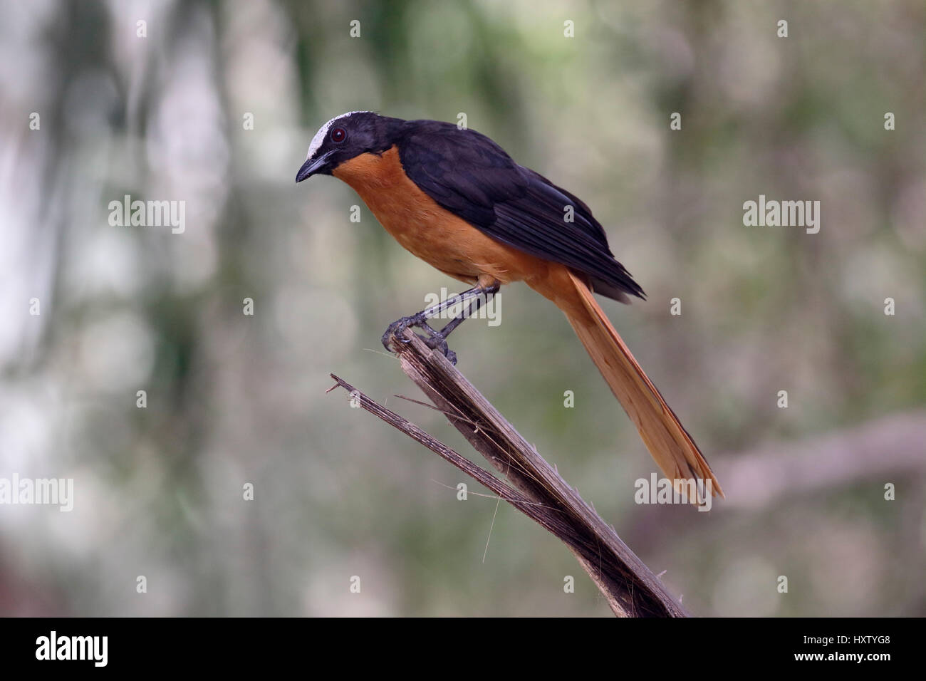 White-crowned Robin-Chat, Cossypha Albicapilla einziger Vogel auf Zweig, Gambia, März 2017 Stockfoto